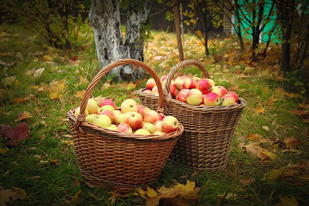 Apples In Basket Country House Company